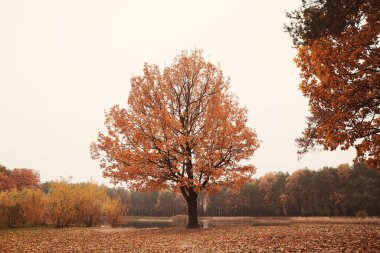 Sarı tacı olan ağaç, sonbahar ormanında düşen yapraklar. Sonbahar konsepti, soğuk hava, hüzünlü yalnız zaman.