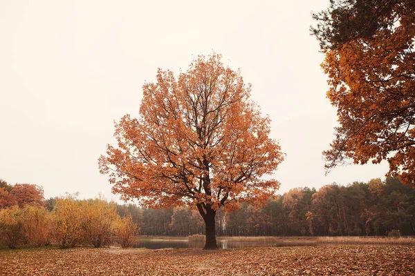 Árvore Com Coroa Amarela Folhas Caídas Floresta Outono Conceito Outono — Fotografia de Stock