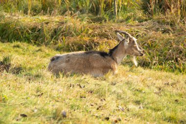Güneşli bir günde, üç renkli boynuzlu bir keçi çayırda yatar. Düşen yapraklar çimenlerin üzerinde görülebilir.