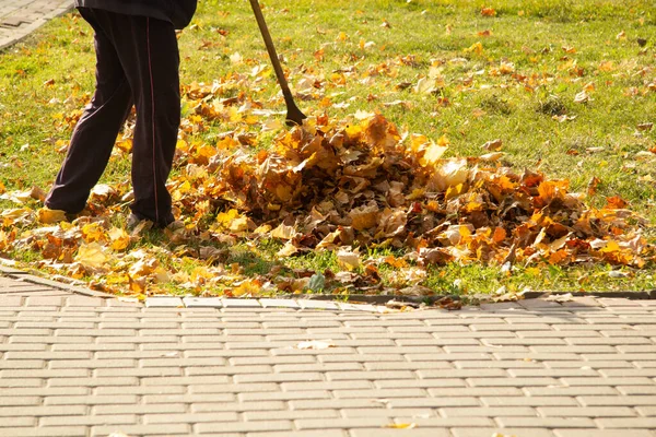 Muž Odstraňuje Žluté Listí Trávy Podzimních Hrázích — Stock fotografie