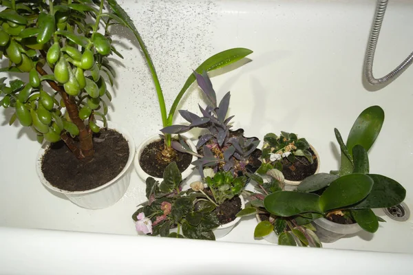 Różne kwiaty w doniczkach stoją w łazience. Zostały zwilżone z pojemnika na wodę i zmyte z kurzu. Opieka nad roślinami gospodarczymi — Zdjęcie stockowe
