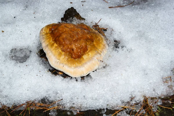A large yellow chaga mushroom on the stump is visible through the snow in winter