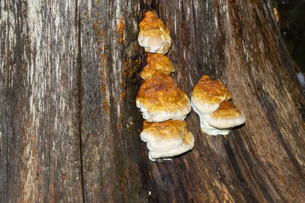 Lots of yellow chaga mushrooms on a wet stump — Stock Photo, Image