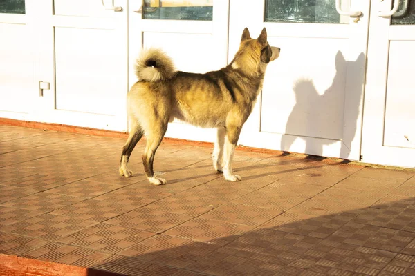 Der dreifarbige große Hund wartet in der Nähe der Tür auf den Besitzer und vermisst ihn. Der Besitzer ist vermutlich im Geschäft. — Stockfoto