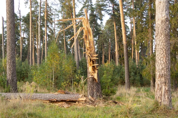 Σπασμένο Πεύκο Στο Δάσος Μετά Από Δυνατούς Ανέμους Παλιό Δέντρο — Φωτογραφία Αρχείου