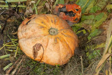Sonbaharda gübre üzerinde sarı küflü balkabağı. Küf gelişimi, enfeksiyon