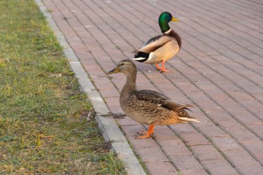Gri ördek ve dalak yazın parkta bir yürüyüş yolunda durur..