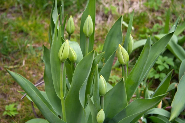 庭の大きな緑のチューリップの芽春 ロイヤリティフリーのストック画像