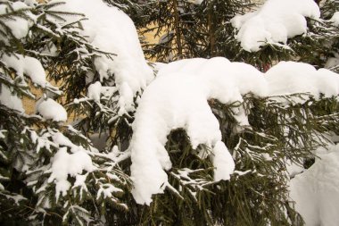 On the branches of a large Christmas tree there are snow drifts