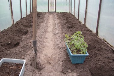 Bir kutu domates tohumu bir serada duruyor. Küreğin yanına ve dikmek için çukur kazdım..