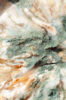 Limon dilimli yeşil küf üzerinde.