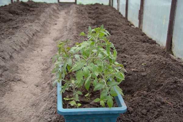 Dans Serre Semis Tomate Adulte Qui Est Préparé Pour Transplantation — Photo