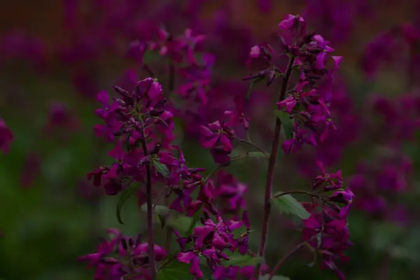 Flores Pequeñas Color Púrpura Púrpura Inflorescencia Sobre Fondo Oscuro Antecedentes — Foto de Stock