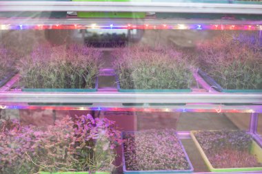 Çeşitli mısır gevreklerinin tohumları renkli lambaların altında, mağazanın rafındaki özel kutularda serpilmiş. Sağlıklı ekolojik gıda.