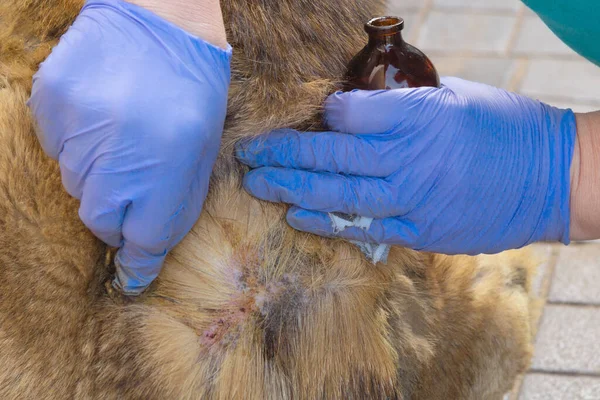 青いゴム手袋の誰かの手は特別な解決策でタイから犬の皮膚を治療します ストックフォト