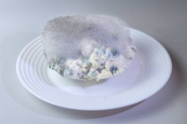 Different kinds of mold on a plate of cottage cheese. Spoiled product clipart