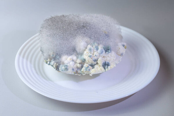 Different kinds of mold on a plate of cottage cheese. Spoiled product