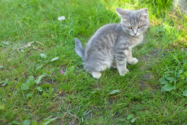 Šedé kotě sedí na trávě. měl z někoho strach. — Stock fotografie
