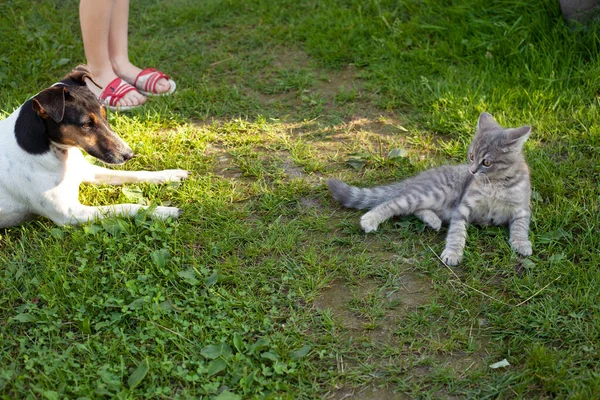 Füchserhund Und Graues Kätzchen Liegen Sich Gras Gegenüber — Stockfoto
