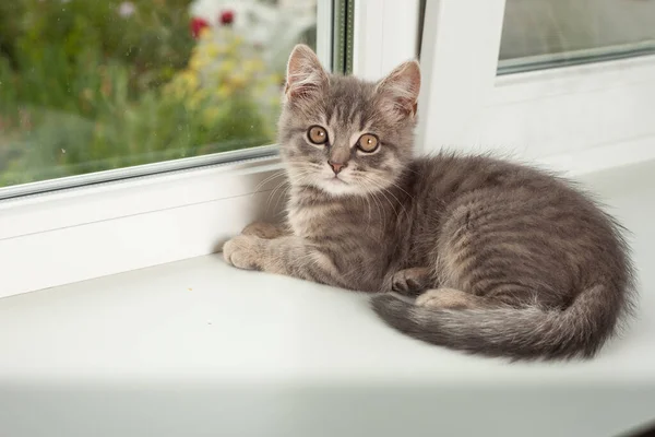 夏天，灰色条纹的小猫躺在窗台上，满怀爱心地看着它 — 图库照片