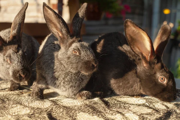 Tři Černí Králíci Sedí Stole Dvoře — Stock fotografie