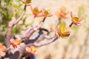 Kaktüs çiçek açtı. Crassula Ovata Minima. Tencerede dayanıklı bahçe bitkisi. 