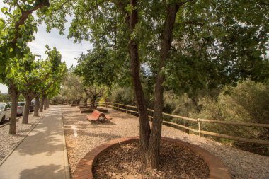 Sant Esteve de Sesrovires, Baix Llobregat bölgesi, Barselona, Katalonya, İspanya 'daki zeytin ağaçlarında yürüyüş.