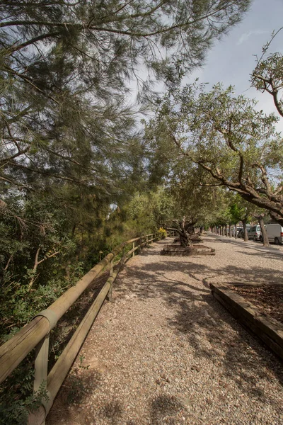 Procházka Olivovníky Sant Esteve Sesrovires Baix Llobregat Region Barcelona Katalánsko — Stock fotografie