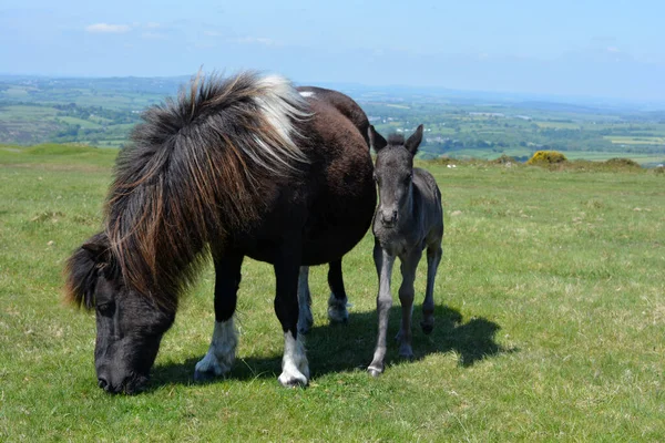 Merrie Veulen Grazen Whitchurch Common Dartmoor National Park Devon Engeland — Stockfoto