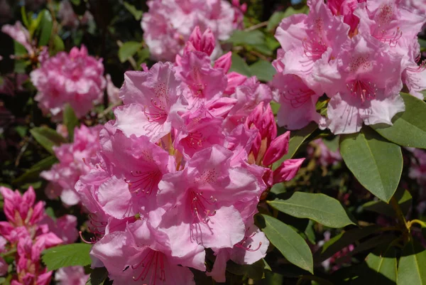 完璧な黄色の菊 花壇の花の閉鎖 — ストック写真