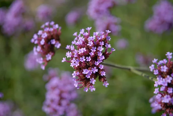 Perfekt Gula Krysantemum Rvaro Blommor Rabatt — Stockfoto