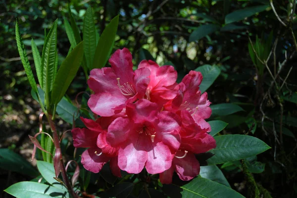 Crisantemos Amarillos Perfectos Primer Plano Flores Parterre — Foto de Stock