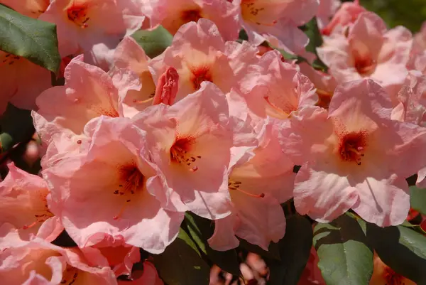 完璧な黄色の菊 花壇の花の閉鎖 — ストック写真