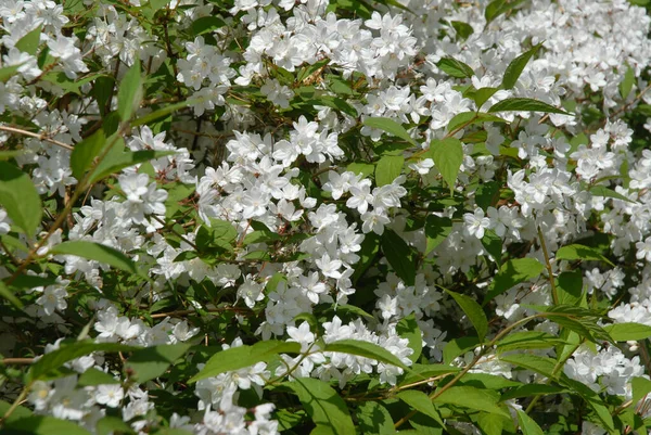 Schöne Weiße Blüten Von Deutzia Gracilis Nikko Auch Als Schlanke — Stockfoto