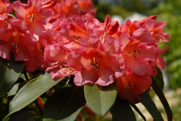 完璧な黄色の菊 花壇の花の閉鎖 — ストック写真