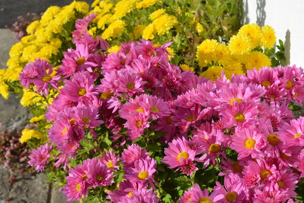 Colourful Pink Yellow Chrysanthemums Flowerbed — Stock Photo, Image