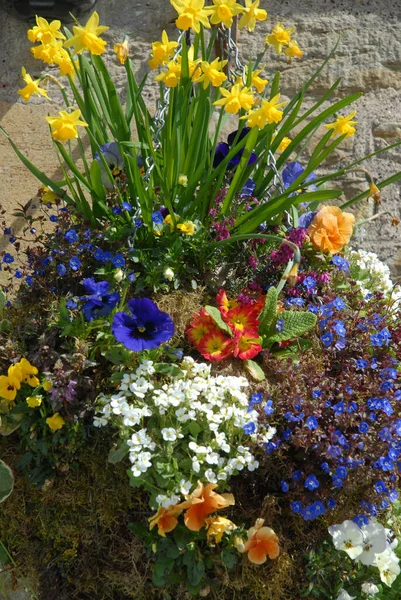 Vacker Hängande Korg Med Vårblommor — Stockfoto