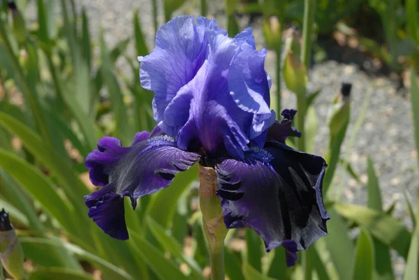 Indah Biru Berjenggot Bunga Iris Dikenal Sebagai Daya Tarik Fatal — Stok Foto