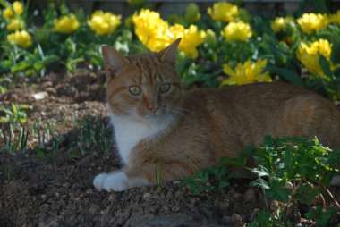 Ginger tekir kedisi gölgede bir bahçede yatıyor