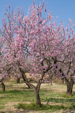 İspanya 'nın Alicante Eyaleti' ndeki Jalon Vadisi 'nde bir meyve bahçesinde pembe çiçeklerle kaplı badem ağaçları.