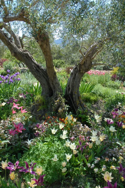 Olivträd Underplanterat Med Vårlökar Inklusive Liljekonvaljer Och Iris Medelhavsträdgård — Stockfoto