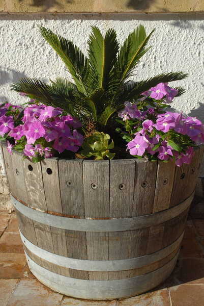 Cycad, or Japanese sago palm and Purple vinca or Periwinkle flowers, planted in an upcycled wooden barrel on a terrace