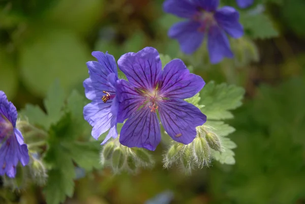 Ganska Violetta Blommor Känd Som Cranesbill Geranium Magnificum Rosemoor — Stockfoto
