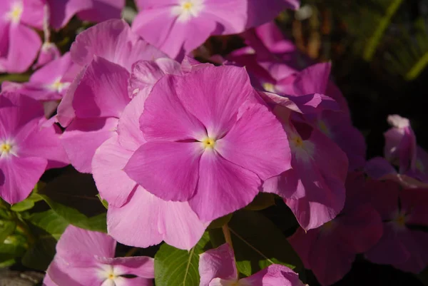 Rózsaszín Vinca Virágok Más Néven Periwinkle Egy Nyári Kertben — Stock Fotó