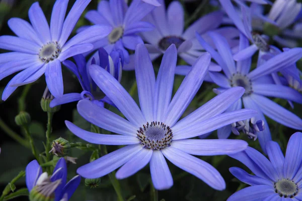 Bunga Biru Indah Dari Senetti Lavender — Stok Foto