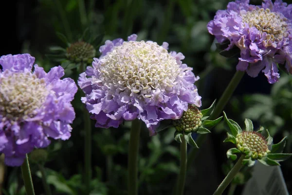 Vackra Vita Och Lila Blommor Scabious Fjäril Blå — Stockfoto