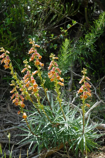 Vackra Spanska Räv Handskar Även Känd Som Digitalis Obscura Blomma — Stockfoto