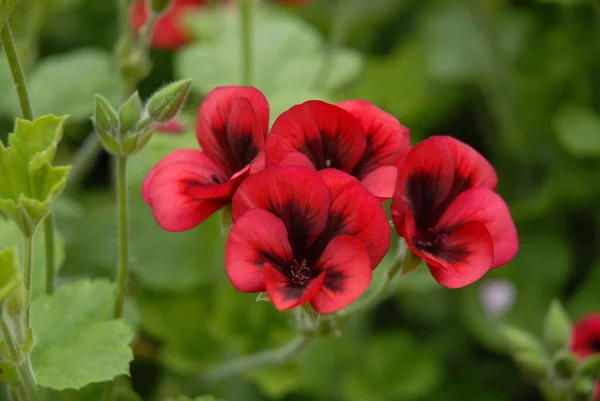 ペラルゴニウムの鮮やかな赤い花ブードゥー — ストック写真