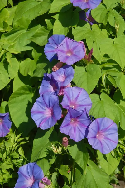 紫色の朝の栄光の花 イポモエア純尿素とも呼ばれる — ストック写真