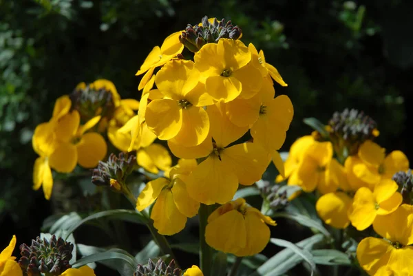 Parlak Sarı Duvar Çiçeği Erysimum Olarak Bilinir Walbertons Kokulu Günışığı — Stok fotoğraf